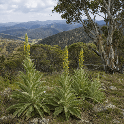 Mullein in the Snowy Mountains: Why Plants Don’t Always Follow the Textbook - Instinks