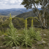 Mullein in the Snowy Mountains: Why Plants Don’t Always Follow the Textbook - Instinks