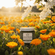 Alpine Botanical Hand Cream - Alpine Apothecary