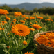 Alpine Calendula Petals - Instinks