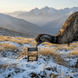 Alpine Grasslands Soap - Alpine Apothecary