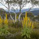 Alpine Mullein Flowers - Alpine Apothecary