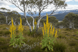Alpine Mullein Flowers - Instinks