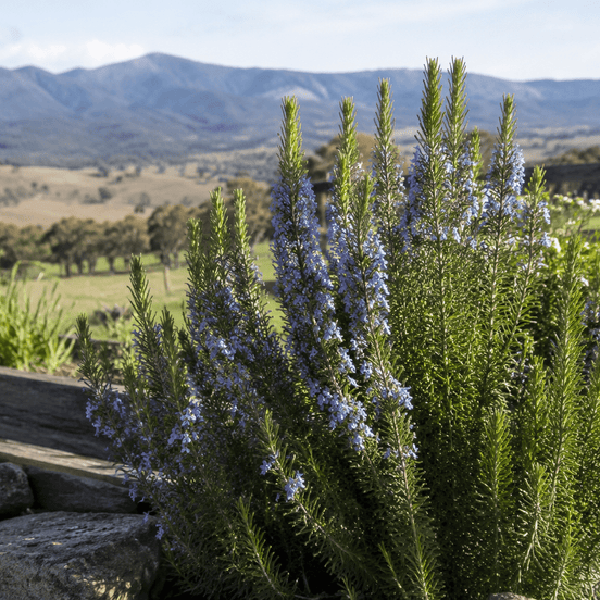 Alpine Rosemary - Tea & Apothecary Herb - Alpine Apothecary